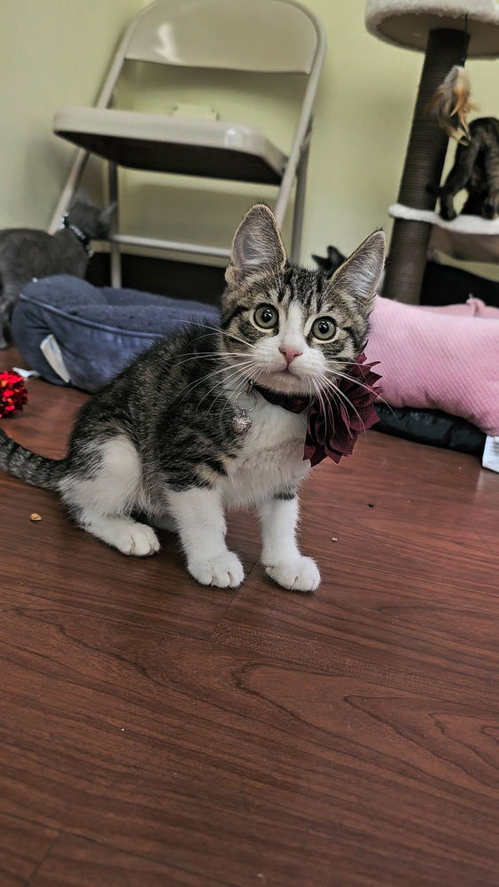 adoptable Cat in Pacifica, CA named Safeway (store)