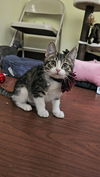 adoptable Cat in pacifica, CA named Safeway (store)