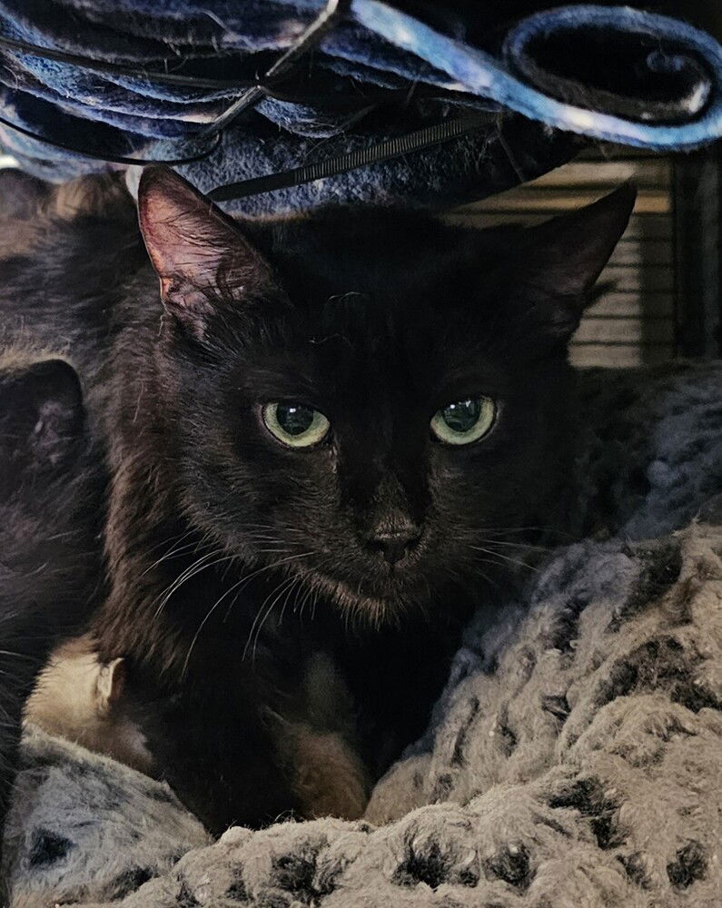 adoptable Cat in Pacifica, CA named Monopoly (game)