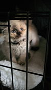 adoptable Cat in  named Mollie Stone (store)