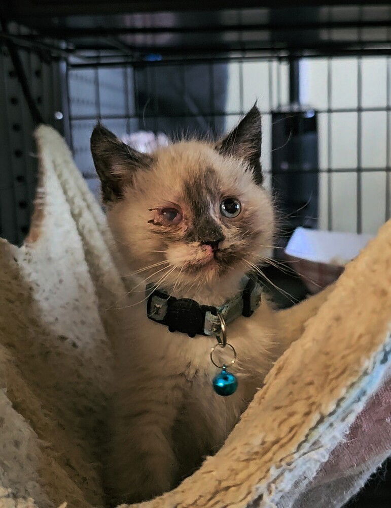 adoptable Cat in Pacifica, CA named Target (store)