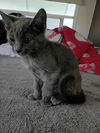 adoptable Cat in pacifica, CA named Zoey (h)