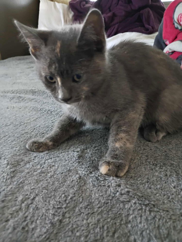adoptable Cat in Pacifica, CA named Rumi (h)