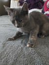adoptable Cat in pacifica, CA named Rumi (h)