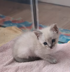 adoptable Cat in pacifica, CA named Rexy (Dino)