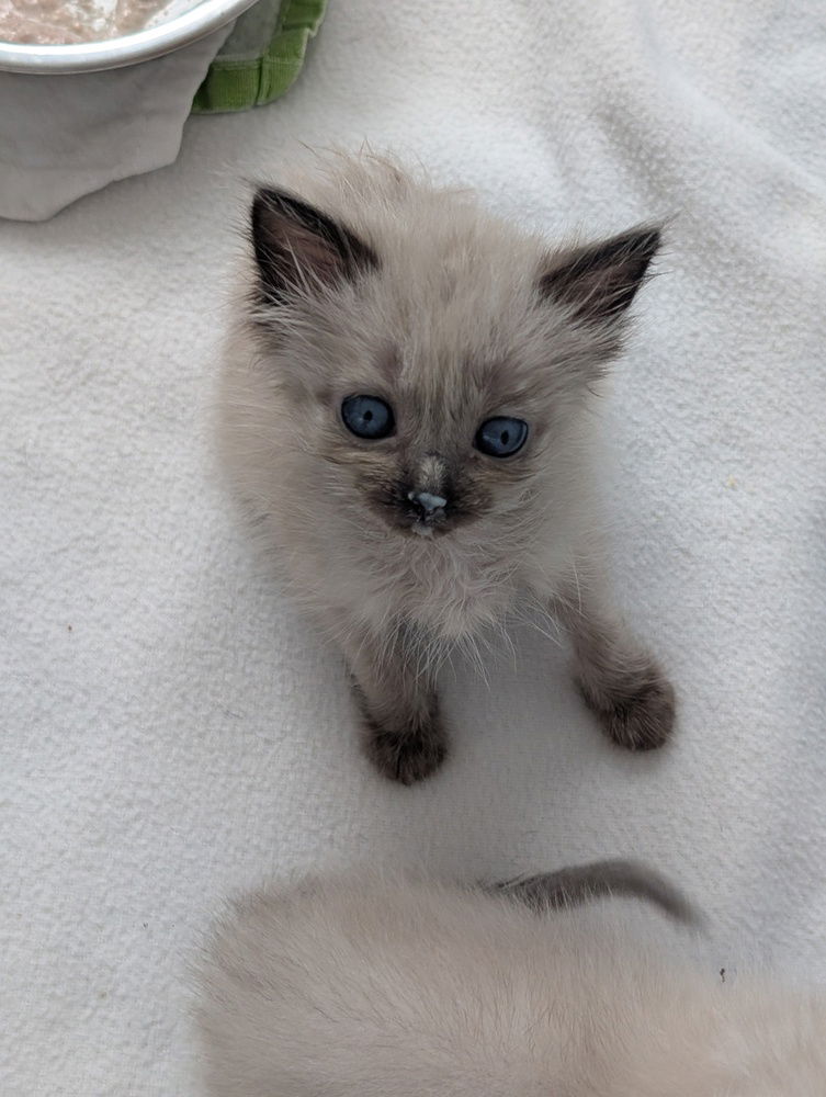 adoptable Cat in Pacifica, CA named Raptor (Dino)