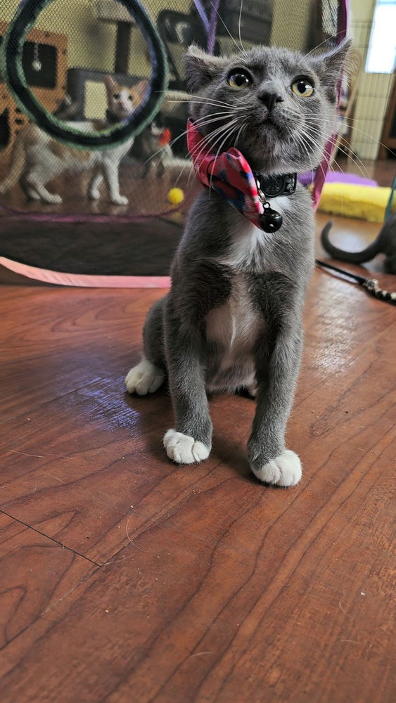 adoptable Cat in Pacifica, CA named Pea-nut
