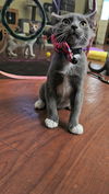adoptable Cat in pacifica, CA named Pea-nut