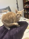 adoptable Cat in pacifica, CA named Oliver