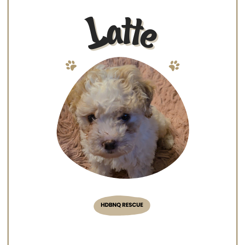 Latte Image