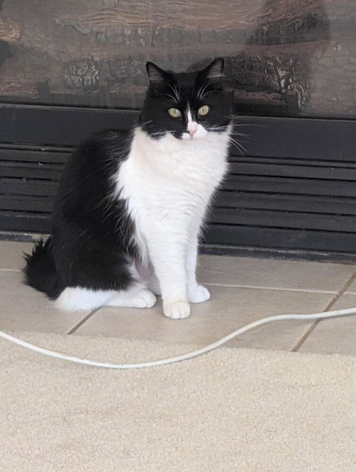Katya, an adoptable Maine Coon in Pacifica, CA