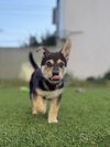 Russell the wilderness explorer - Photo 1