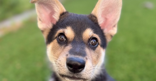 RUSSELL THE WILDERNESS EXPLORER - Shepherd available for adoption