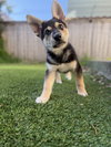 Russell the wilderness explorer - Photo 3