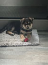 Russell the wilderness explorer - Photo 4