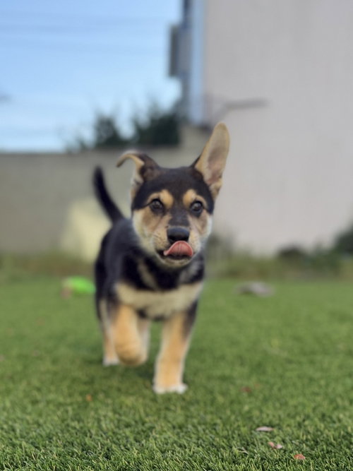 picture of the dog needing adoption