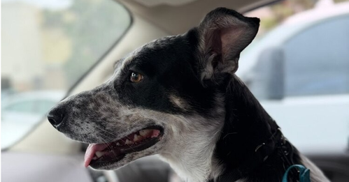 Kora, an adoptable Cattle Dog in Pacifica, CA