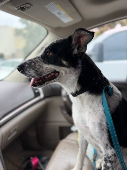 KORA - Cattle Dog / Terrier available for adoption