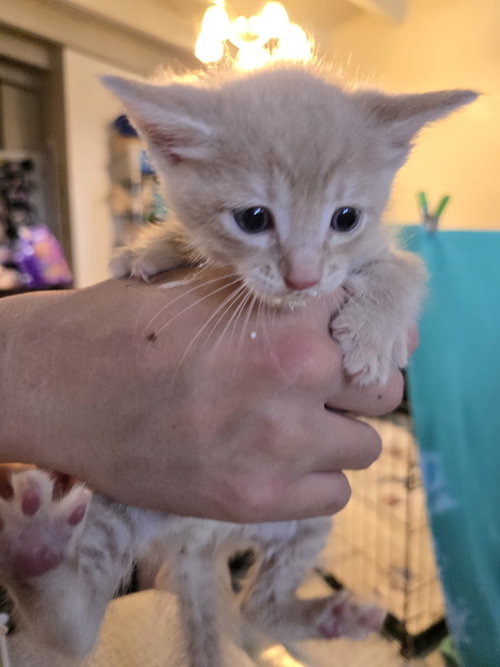 picture of the cat needing adoption