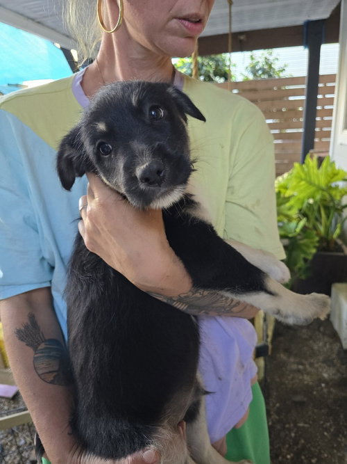 Sokka, an adoptable Terrier in Pacifica, CA