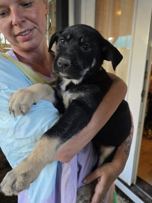 Sukki, an adoptable Terrier in Pacifica, CA