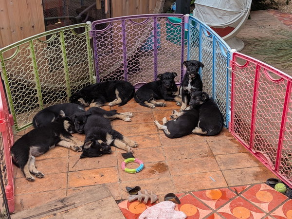 Sukki