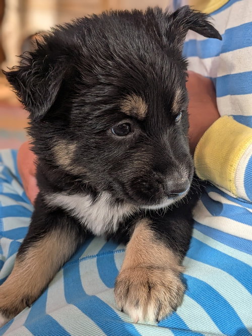 picture of the dog needing adoption