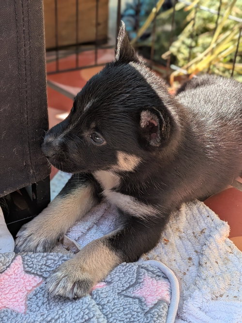 picture of the dog needing adoption