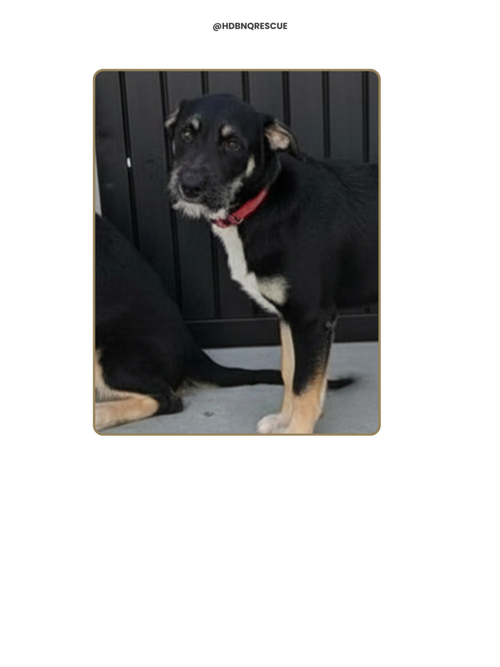 Bosko