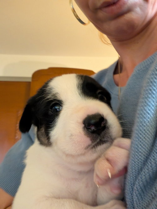 picture of the dog needing adoption