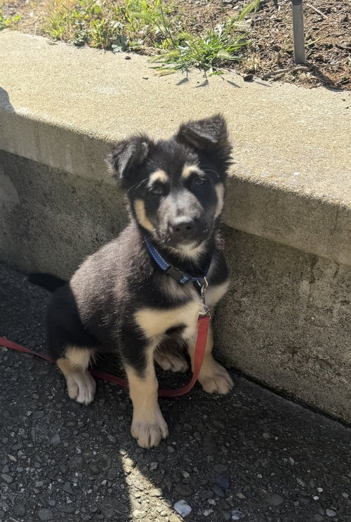 Zuko