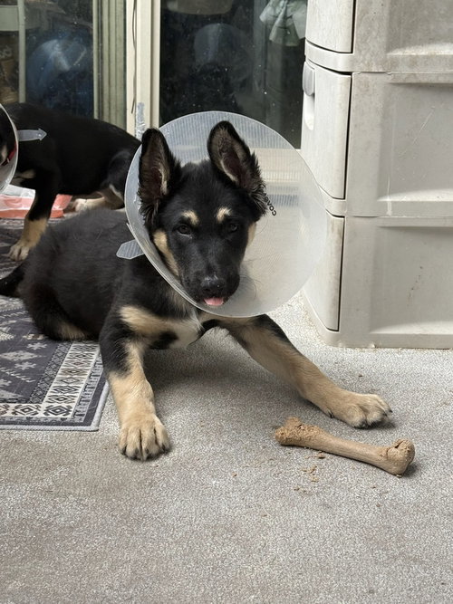 Zuko photo 2