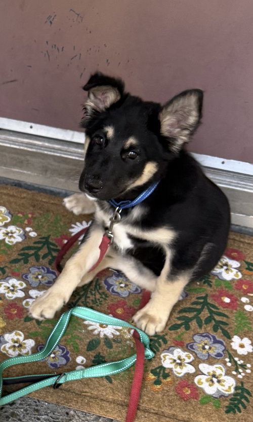 Zuko photo 3