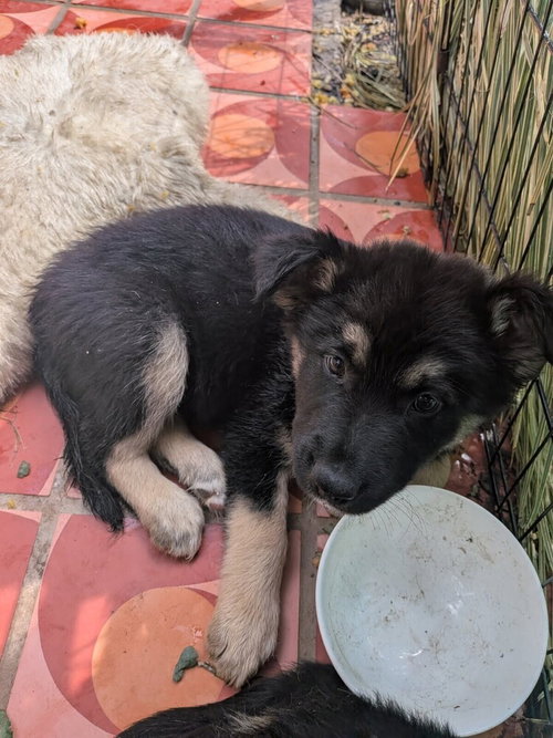 Zuko photo 4
