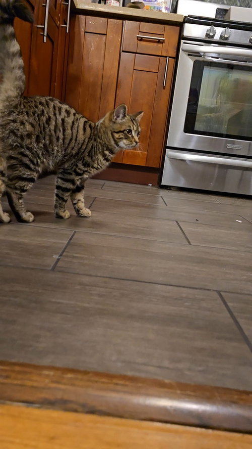picture of the cat needing adoption