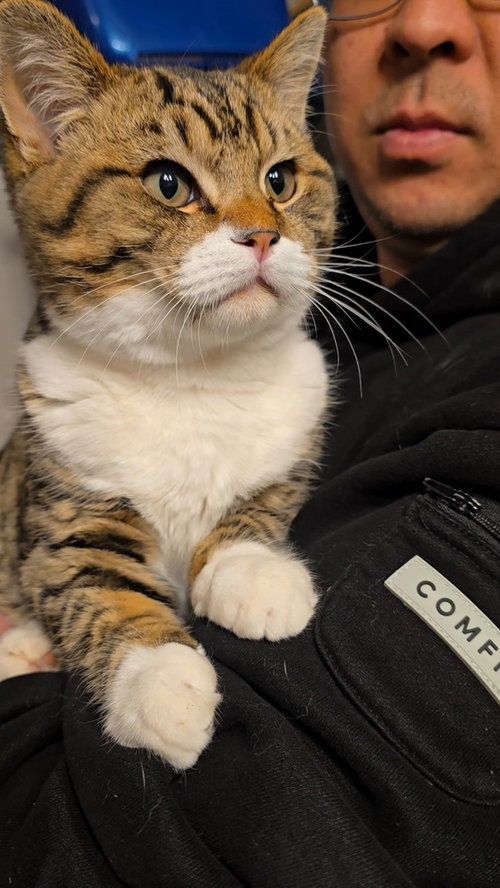 Ernie, Young American Shorthair / British Shorthair / Mixed (short coat), cat for adoption in Oakley, California