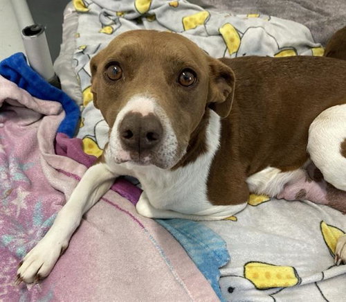 picture of the dog needing adoption