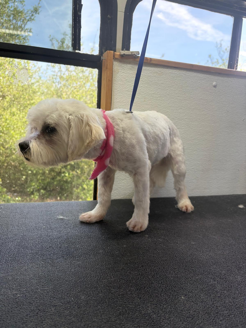 Froyo, an adoptable Maltese in Pacifica, CA