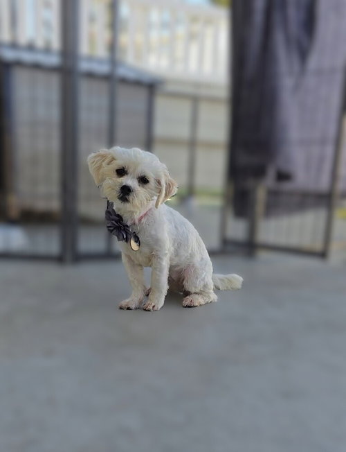 Parfait, an adoptable Maltese in Pacifica, CA