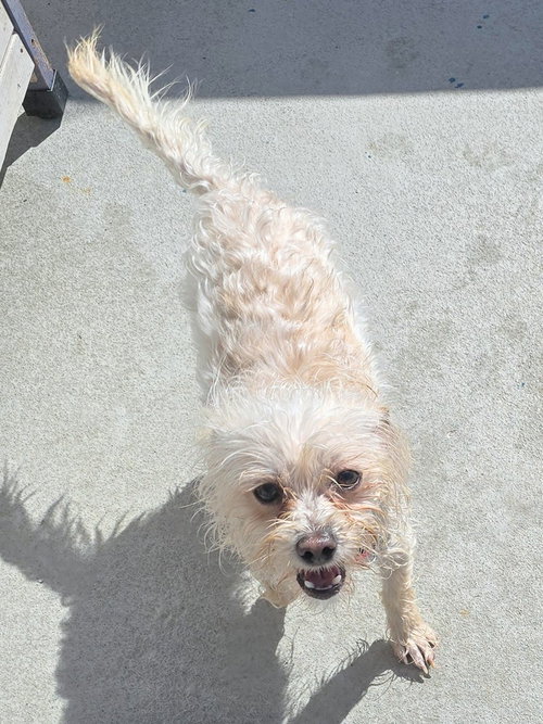 picture of the dog needing adoption