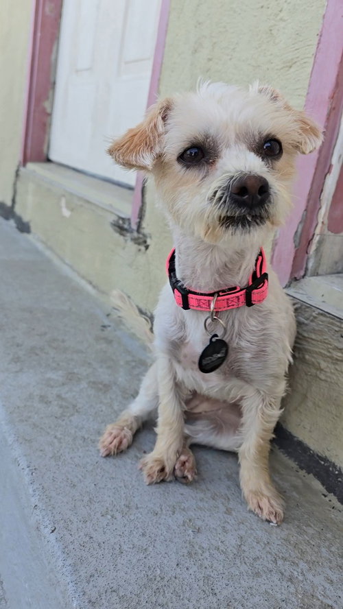 Whitney Houston, an adoptable Silky Terrier in Pacifica, CA