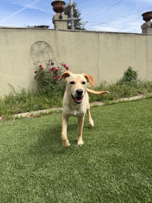 picture of the dog needing adoption