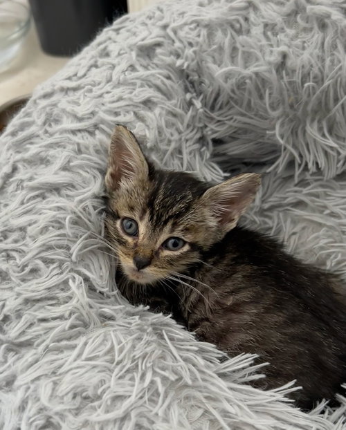 Polo Shirt, Baby Domestic Short Hair / Mixed (short coat), cat for adoption in Oakley, California