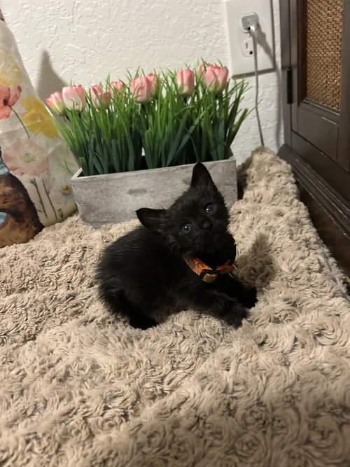 Crop Top, an adoptable Domestic Short Hair in Pacifica, CA