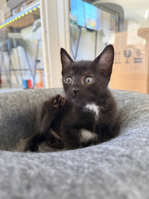 Turtleneck, Baby Domestic Short Hair / Mixed (short coat), cat for adoption in Oakley, California