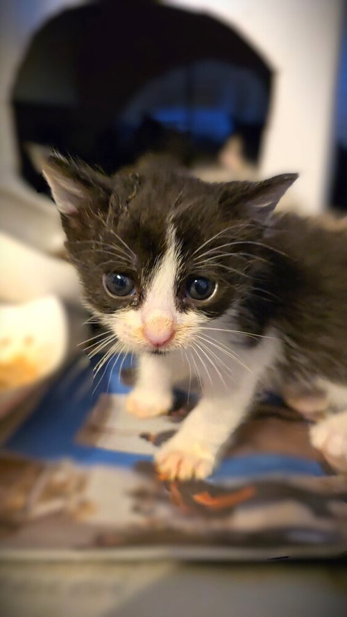 Peplum, an adoptable Domestic Short Hair in Pacifica, CA