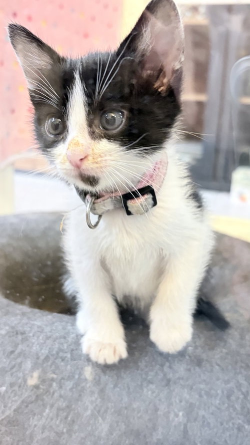 Peplum, Baby Domestic Short Hair / Mixed (short coat), cat for adoption in Oakley, California