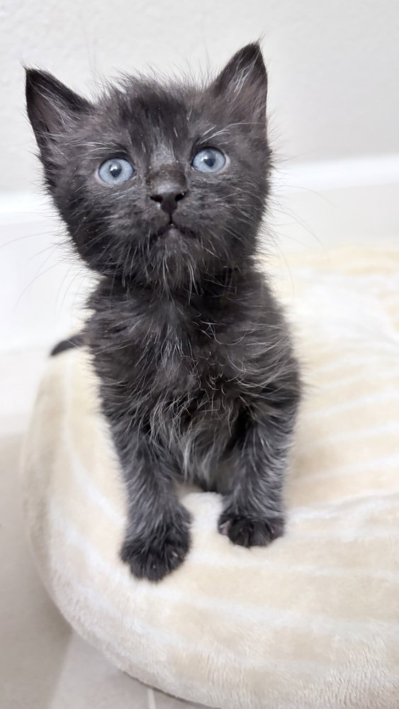 Friskies Image