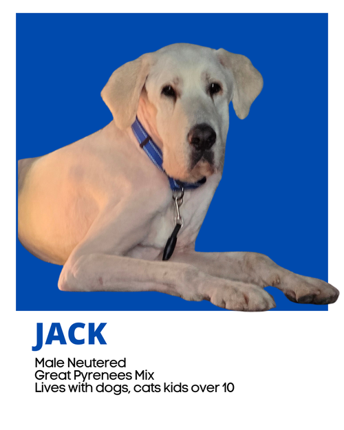 Jack, an adoptable Golden Retriever in Pacifica, CA