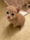Zoey. - Photo 1